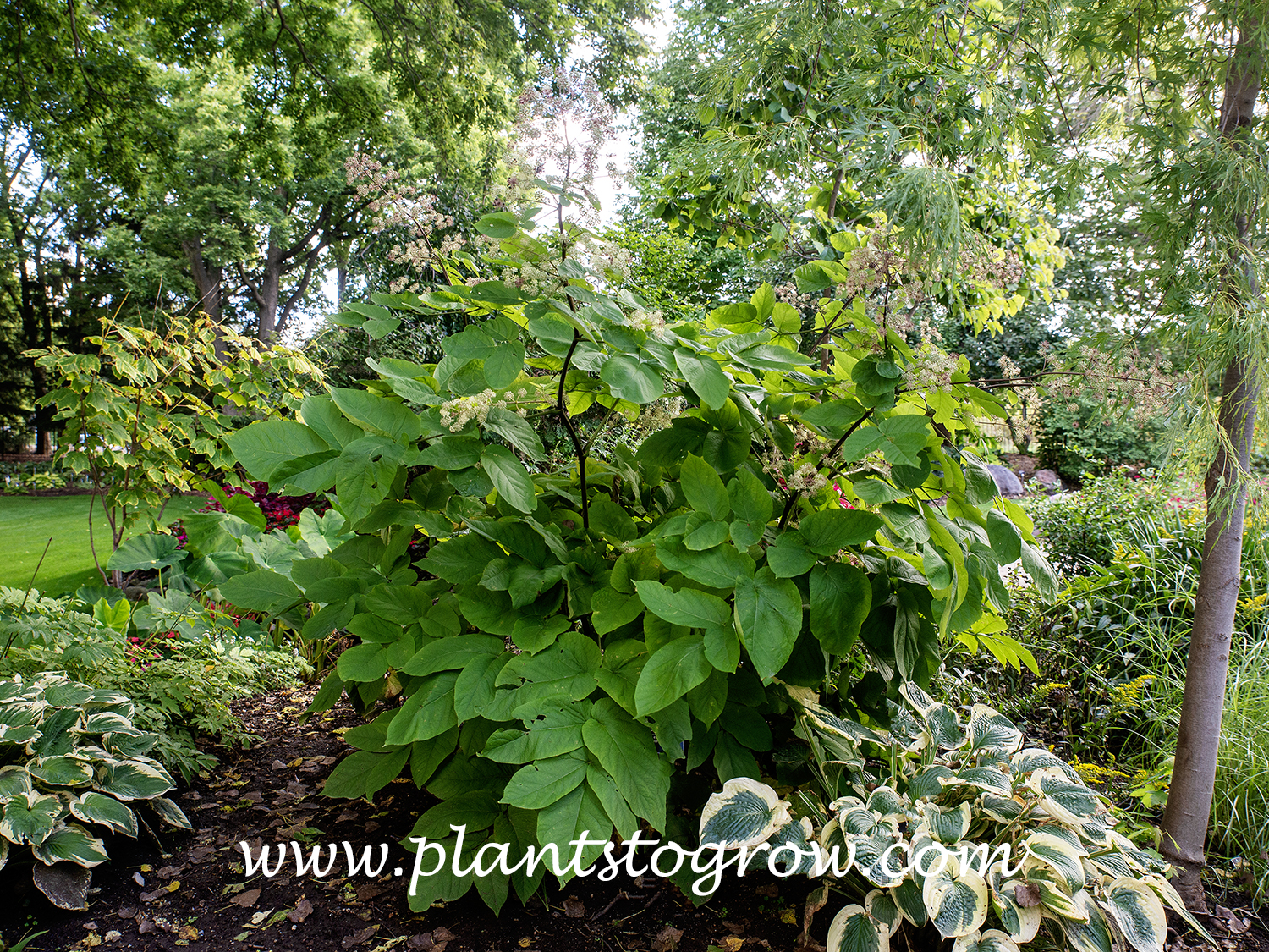 Japanese Spikenard (Arailia chordata)